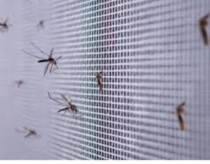 how-to-get-rid-of-mosquitoes