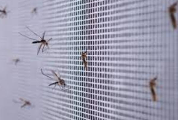 how-to-get-rid-of-mosquitoes